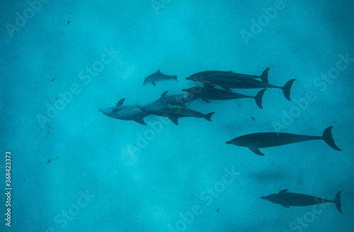 dolphin pod with baby