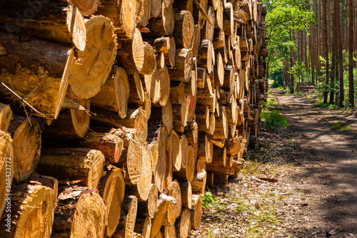 Fototapeta Naklejka Na Ścianę i Meble -  Deforested pinewood in the forest, tree trunks stored in the forest, fire wood stacked in a forest, cut down fir trees in a forest