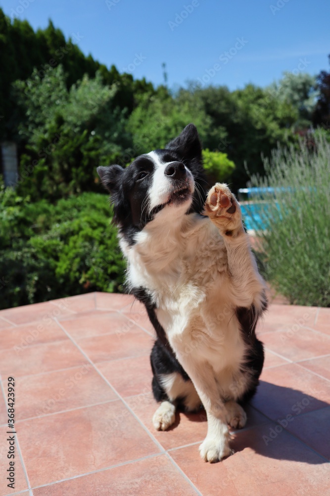 Border Collie Sits on the Terrace and Gives a Paw. Black and White Dog with Paw Up Trains Obedience on a Sunny Day in Czech Garden. Border Collie Sits on the Terrace and Gives a Paw. Black and White Dog with Paw Up Trains Obedience on a Sunny Day in Czech Garden.