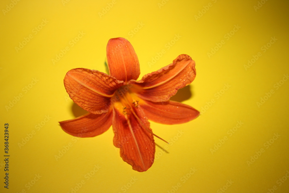 orange lilies on the yellow background