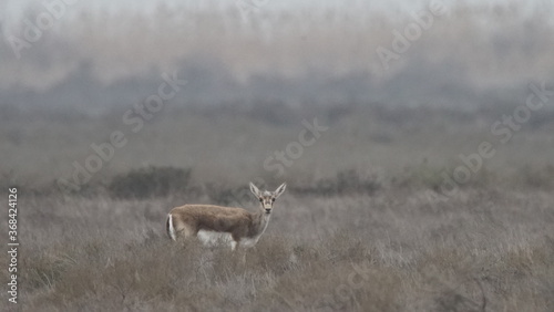 Goitered gazelle or black-tailed gazelle  Gazella subgutturosa  in the steppe of Azerbaijan