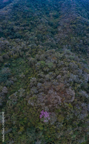 ARBOL LAPACHO ROSADO Handroanthus impetiginosus, Forest Las Yungas, Salta Province, Argentina, South America, America