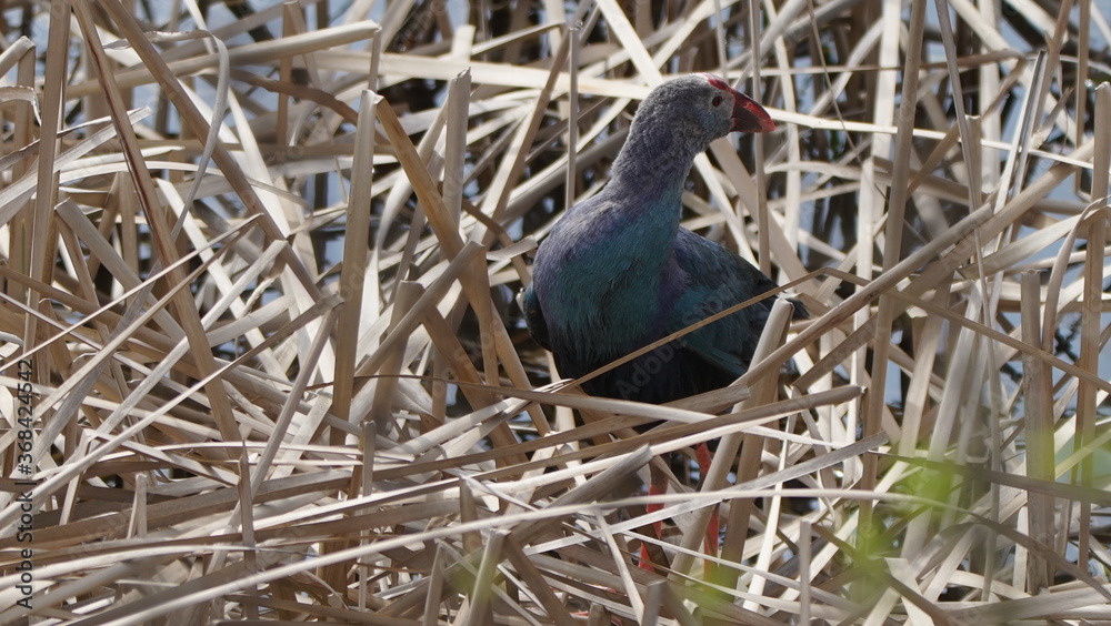Western swamphen (Porphyrio porphyrio) in natural wild habitat in the reeds, captured in Azerbaijan, Caspian Sea Western swamphen (Porphyrio porphyrio) in natural wild habitat in the reeds, captured in Azerbaijan, Caspian Sea