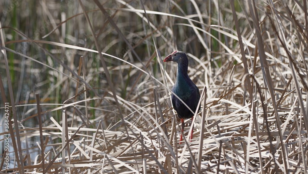 Western swamphen (Porphyrio porphyrio) in natural wild habitat in the reeds, captured in Azerbaijan, Caspian Sea Western swamphen (Porphyrio porphyrio) in natural wild habitat in the reeds, captured in Azerbaijan, Caspian Sea