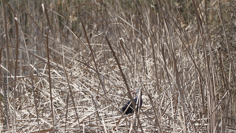 Obraz premium Western swamphen (Porphyrio porphyrio) in natural wild habitat in the reeds, captured in Azerbaijan, Caspian Sea