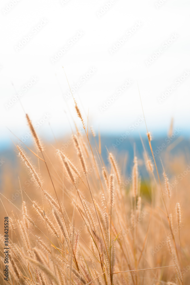 beautiful wild field of grass on sunset beautiful wild field of grass on sunset