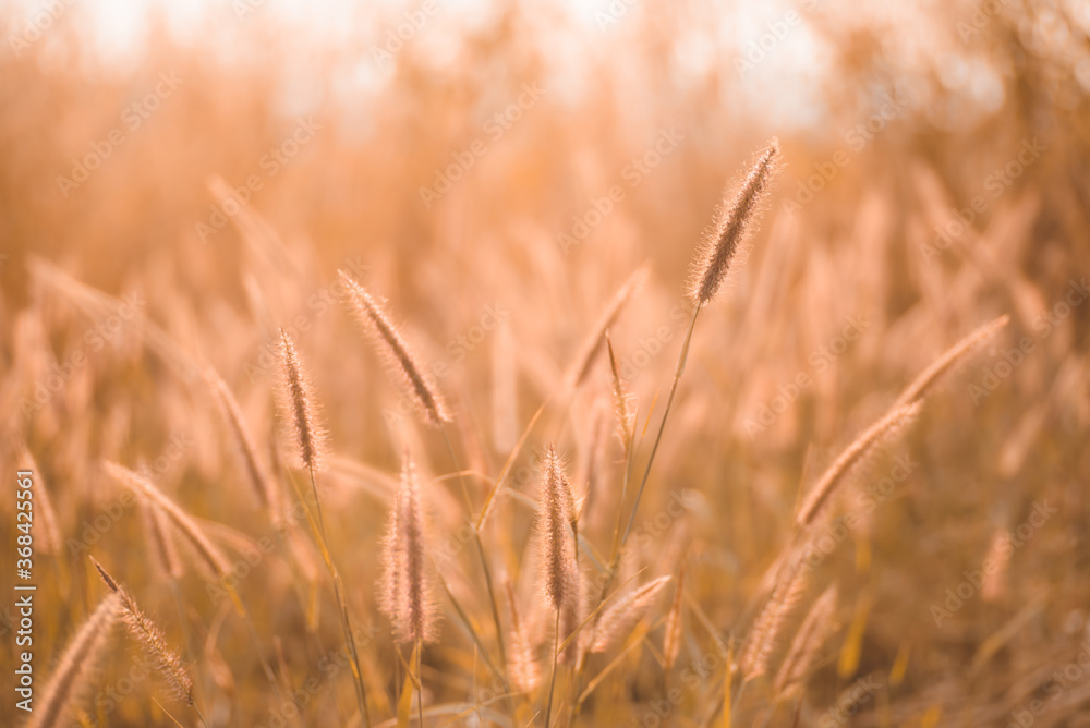 golden wheat field golden wheat field
