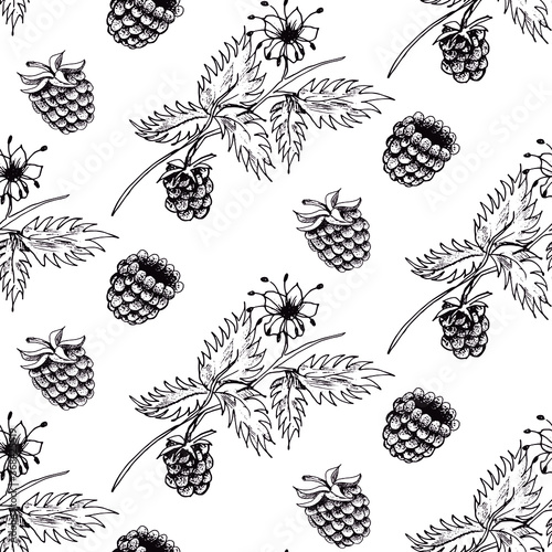 Raspberry vector seamless pattern. Isolated berry branch sketch on white background. Summer fruit engraved style illustration. Detailed hand drawn vegetarian food. Great for label, poster, print
