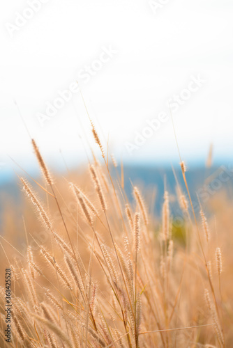 Fototapeta Naklejka Na Ścianę i Meble -  beautiful wild field of grass on sunset