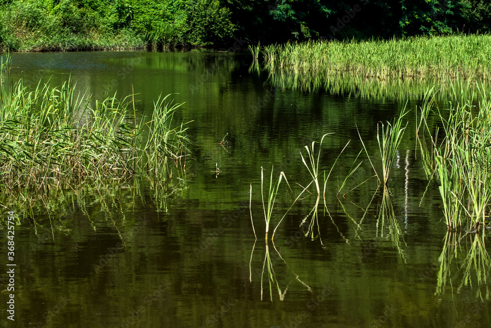 Obraz premium Beautiful Lotus green leaf in the pond.