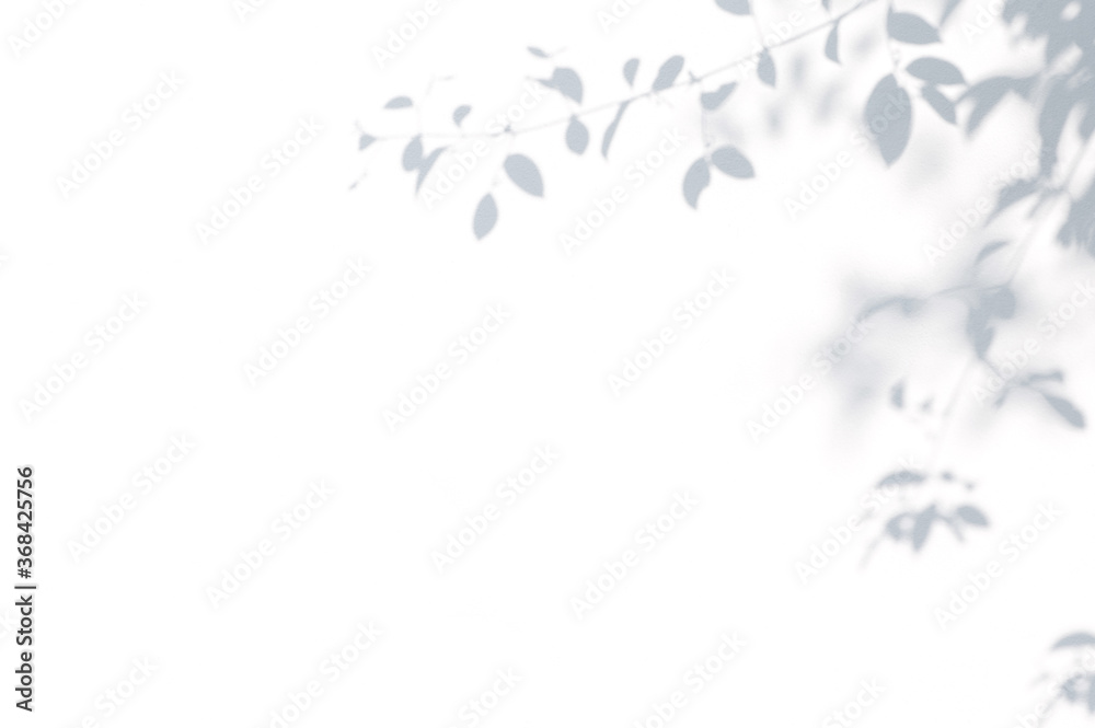Abstract background of shadows leaves on a white wall. White and Black. Abstract background of shadows leaves on a white wall. White and Black.