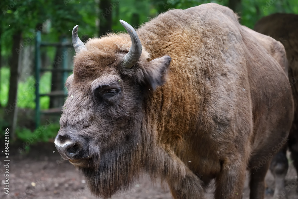 European Bison in the wood European Bison in the wood
