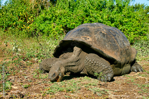 Galapagos Giant Tortoise, Chelonoidis nigra, Galapagos National Park, Galapagos Islands, UNESCO World Heritage Site, Ecuador, America