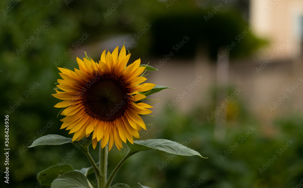Naklejka premium sunflower sun day yellow flower