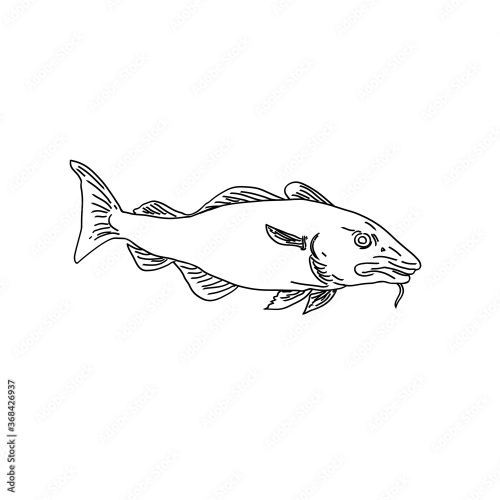 Atlantic Cod Gadus Morhua or Codling Side View Line Art Style Black and ...