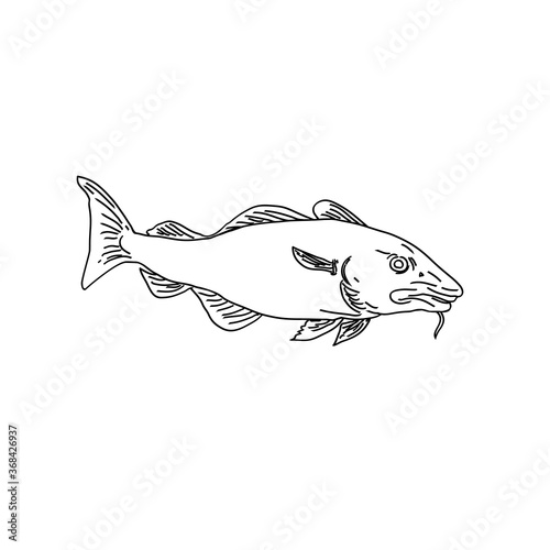 Atlantic Cod Gadus Morhua or Codling Side View Line Art Style Black and White