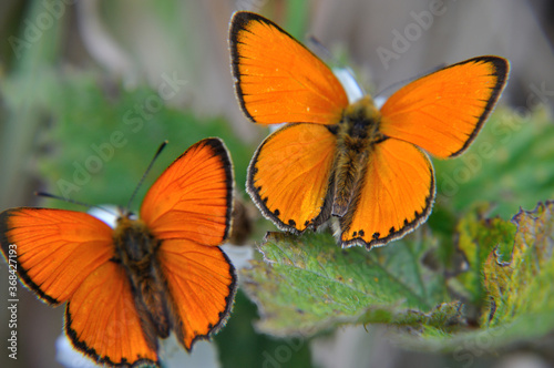 Lycaena