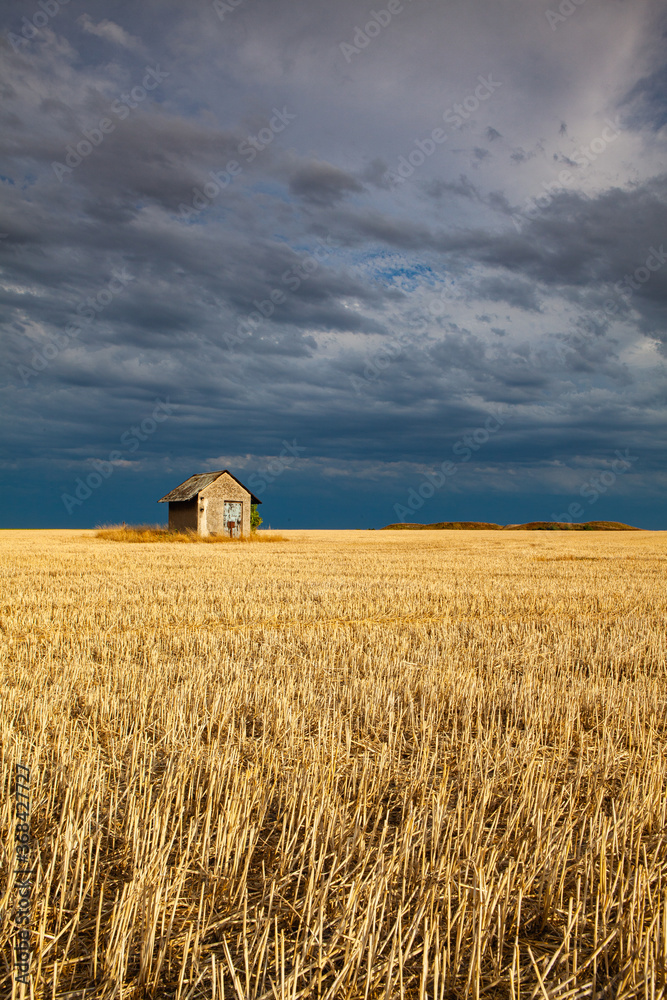 Old barn on the empty field after harvesting in sunny day. Old barn on the empty field after harvesting in sunny day.