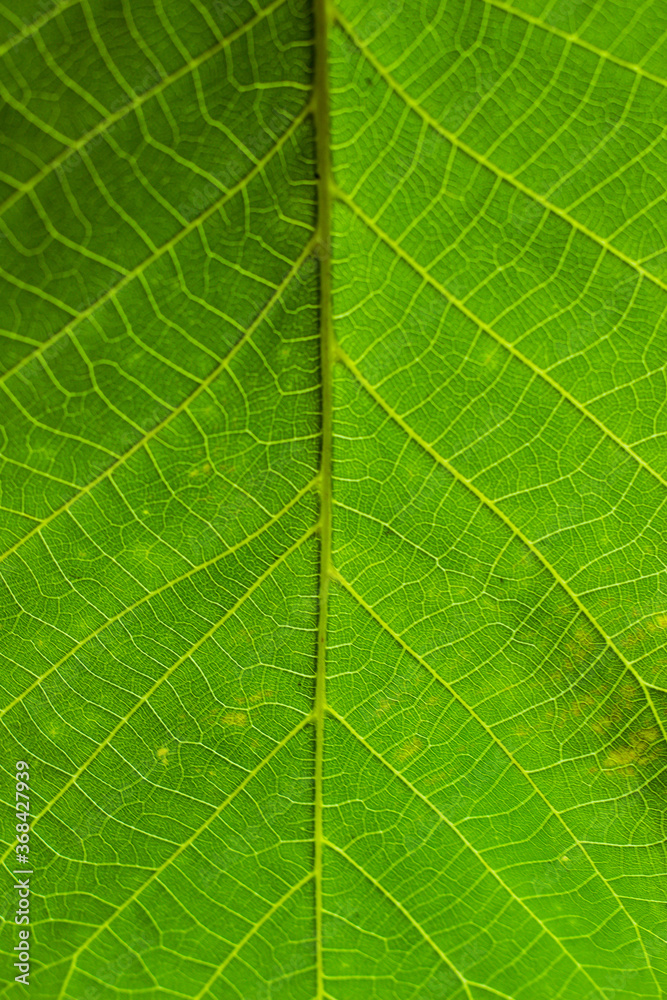green leaf texture green leaf texture