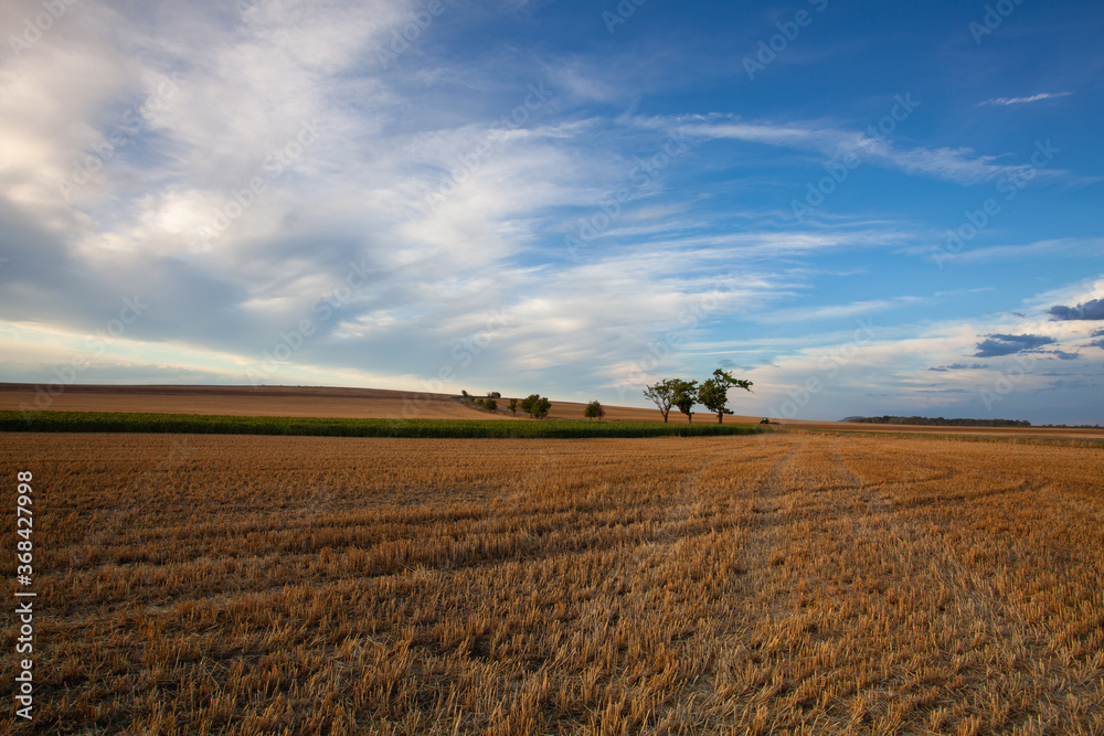 On the empty field after harvesting in summer evening.
