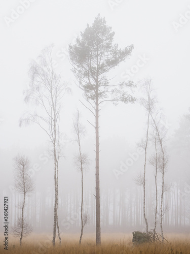 Tall Trees n The Mist
