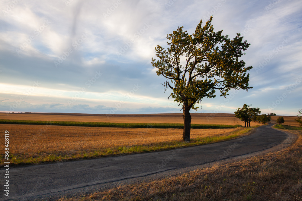 On the road between empty field after harvesting in summer evening.