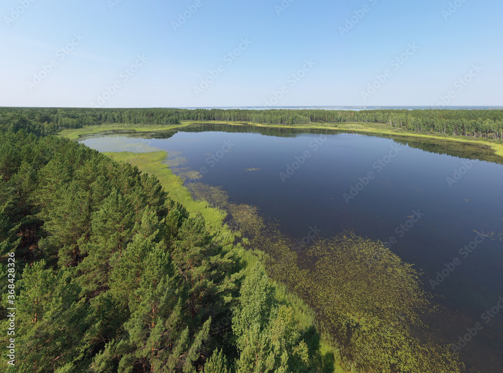 Aerial photo panorama of forest boggy lake in the Karakansky pine forest near the shore of the Ob reservoir.