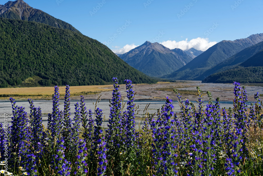 Lupine along the Great Alpine Highway, New Zealand