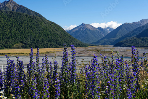 Lupine along the Great Alpine Highway, New Zealand