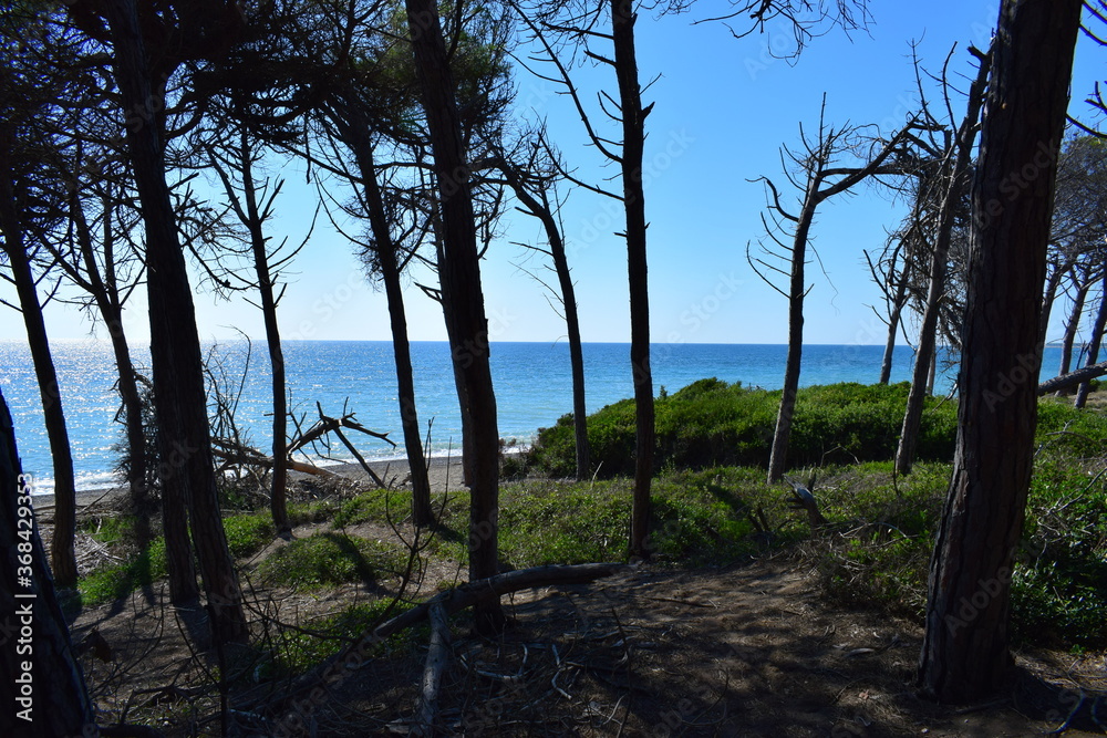 Pine forest near the beach with sea a sunny summer day in Marina di Cecina (Cecina Mare), Pinewood located in Tuscany, Italy