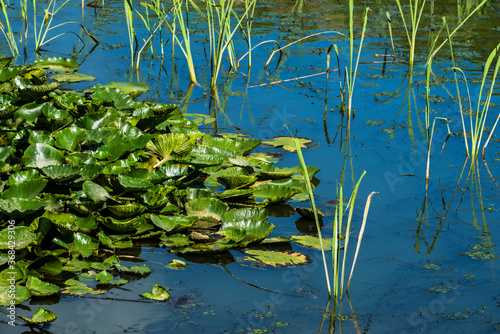 Beautiful Lotus green leaf in the pond. © Chongbum Thomas Park