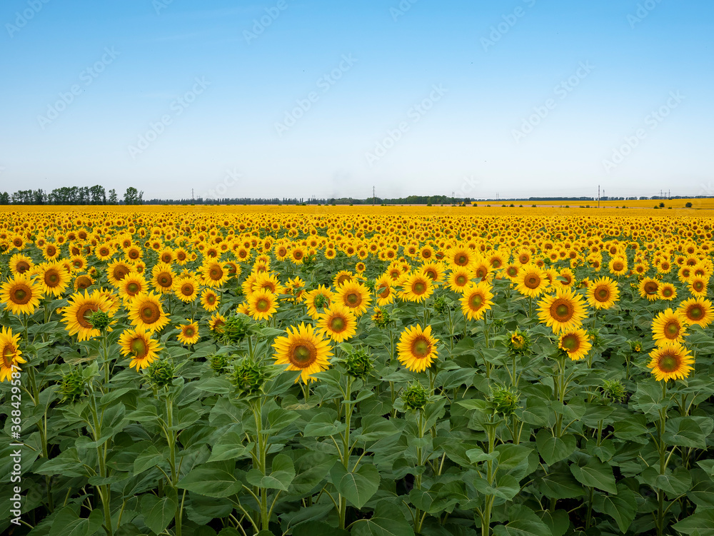 Fototapeta premium Sunflowers are Growing on the Big field. Wonderful panoramic view field of sunflowers by summertime. Long rows of nice yellow sunflower in the field under the blue sky. Black sunflower seeds.
