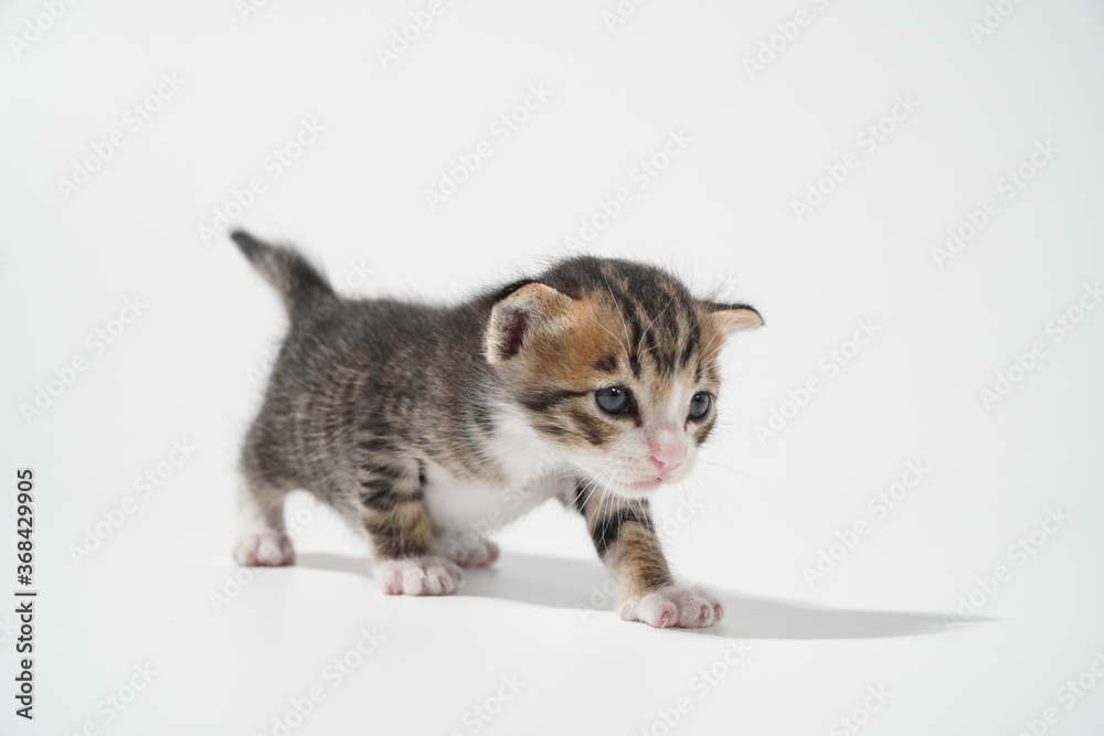 Tabby Cat kitten posing on white background tiger marble stripe