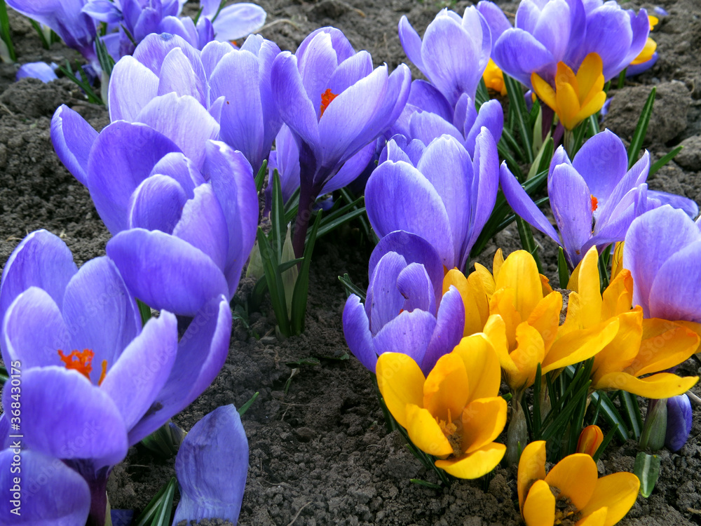 Beautiful first spring flowers crocuses Beautiful first spring flowers crocuses