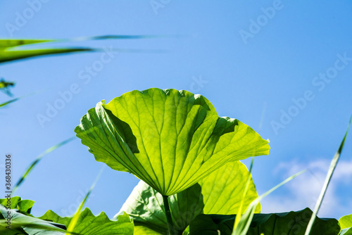 Beautiful Lotus green leaf with sunshine in the pond.