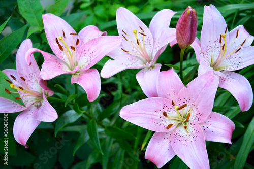 Fototapeta Naklejka Na Ścianę i Meble -  A pink Lily grows in a flower bed near the house. Beautiful summer landscape. Flowering shrubs.