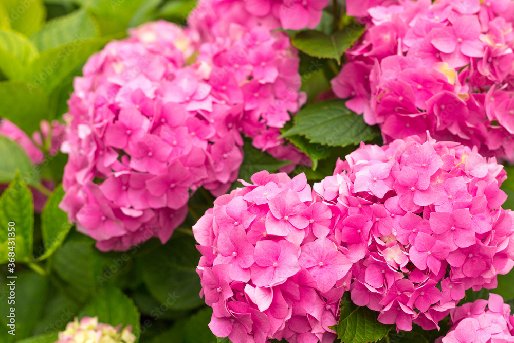 Flowers blossom on sunny day. Flowering hortensia plant. Pink Hydrangea macrophylla blooming in spring and summer in a garden. Web banner, nature background Flowers blossom on sunny day. Flowering hortensia plant. Pink Hydrangea macrophylla blooming in spring and summer in a garden. Web banner, nature background