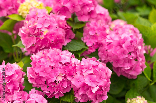 Flowers blossom on sunny day. Flowering hortensia plant. Pink Hydrangea macrophylla blooming in spring and summer in a garden. Web banner, nature background © mdyn