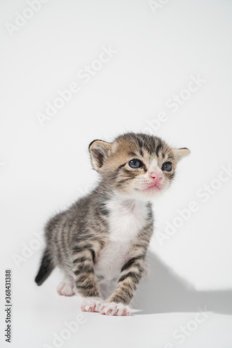 Tabby Cat kitten posing on white background tiger marble stripe