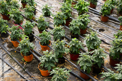 Tomato seedlings growing in pots in sunny greenhouse, nobody