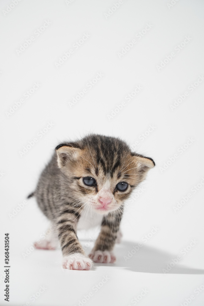 Tabby Cat kitten posing on white background tiger marble stripe