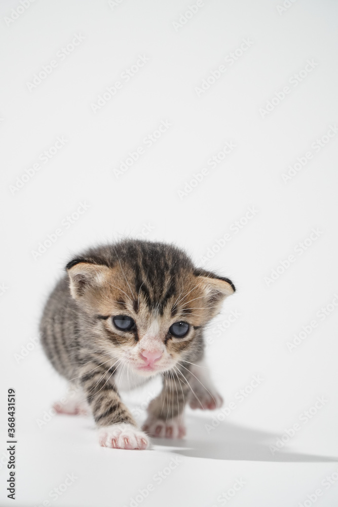 Tabby Cat kitten posing on white background tiger marble stripe