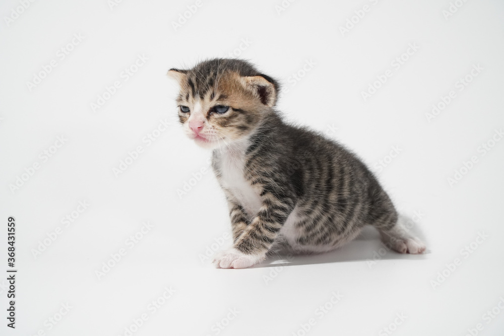 Obraz premium Tabby Cat kitten posing on white background tiger marble stripe