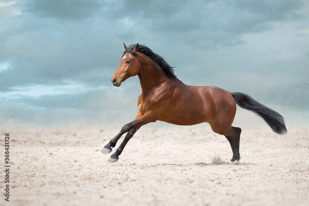 horse on the beach