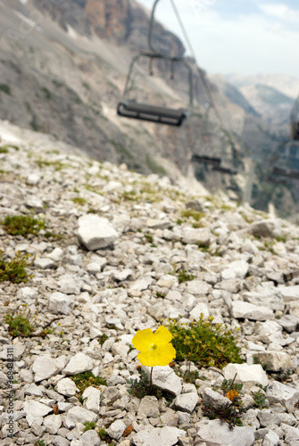 Chairlift and yellow flower,  ski resort in summer