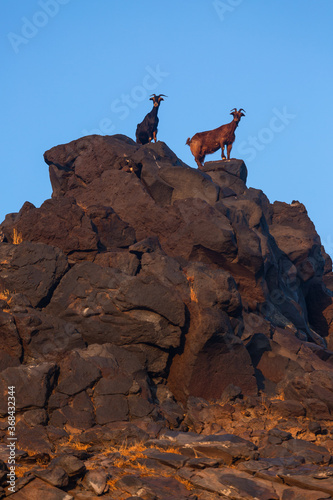 Brown goats in wild pasture on the rocks