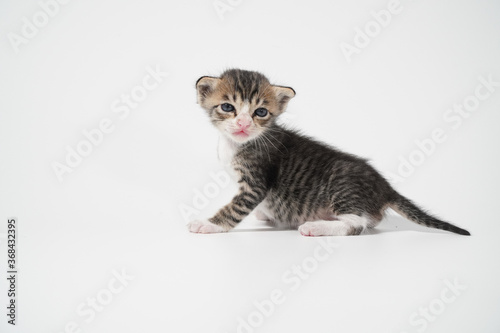 Fototapeta Naklejka Na Ścianę i Meble -  Tabby Cat kitten posing on white background tiger marble stripe