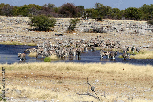 Herd of Zebra at the waterhole