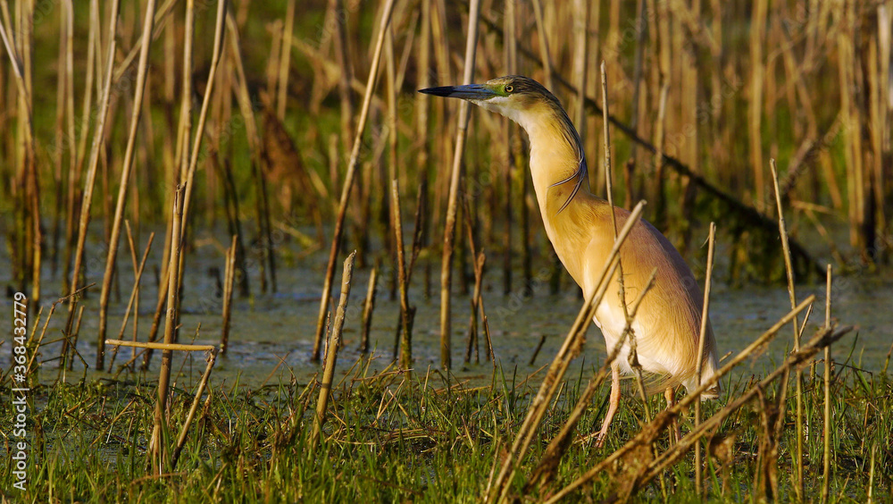 Squacco heron (Ardeola ralloides) hunting, river at background. Squacco heron (Ardeola ralloides) hunting, river at background.