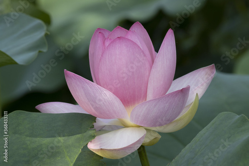 buds and lotus flower in aquatic environment
